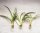 Grünlilie Ableger Grünlilie - gut bewurzelte Stecklinge Grünlilie grün - weiß - 3 Stück