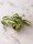 Ableger gekräuselte Grünlilie Bonnie - Steckling Grünlilie gedrehte Blätter